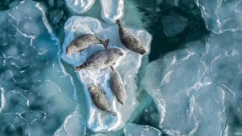 «Повезло с моделями»: сахалинский фотограф снял лежбище нерп 