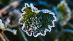 Первые заморозки пришли на Сахалин