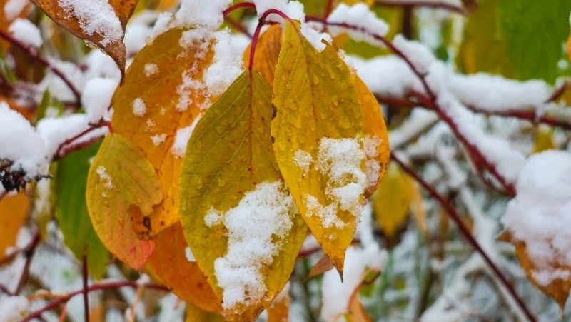 Небольшой снег и до –11 градусов ждет жителей Сахалина и Курил 23 октября