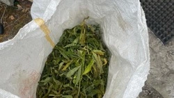  Полицейские нашли мешок конопли у жителя Александровска-Сахалинского