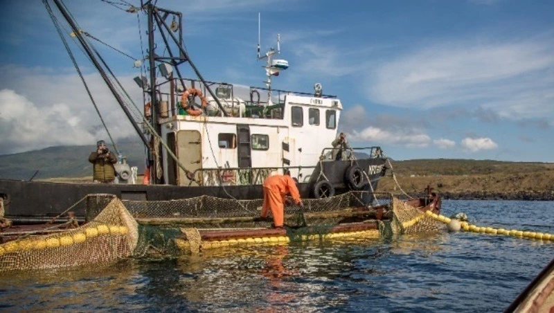 Лососевая путина на Сахалине не оправдала ожиданий
