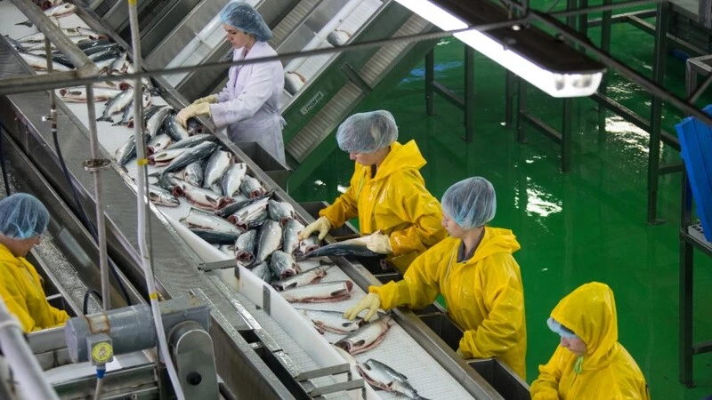 Сахалин должен подготовиться к массовому приезду рабочих на лососевую путину