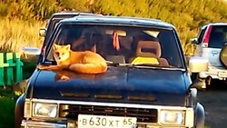 «Совсем обнаглели!»: лисица отдохнула на капоте автомобиля на Курилах 