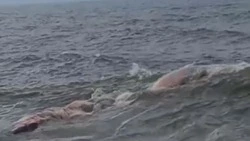 Тела мертвых морских обитателей прибило к берегам Сахалина