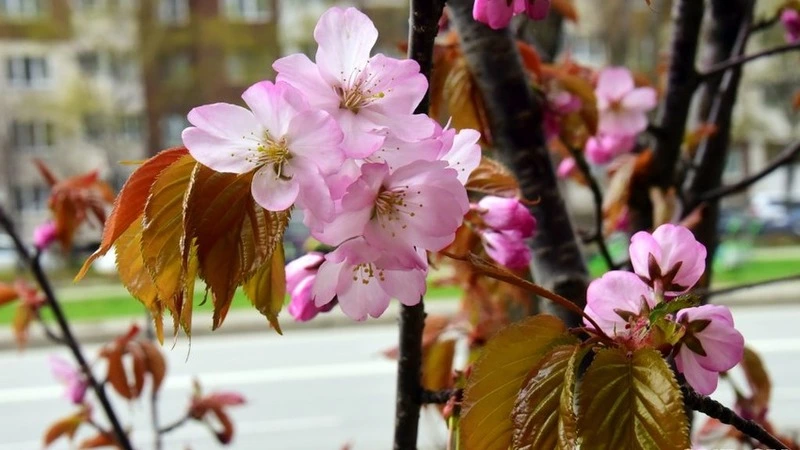 Стало известно, когда в столице Сахалина зацветет сакура