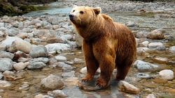 Медведи на Сахалине укладываются в берлоги