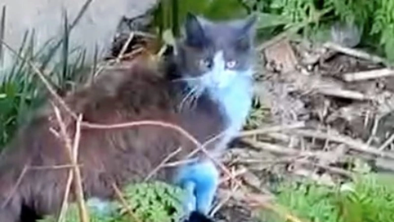 Дети облили зеленкой молодую бездомную кошку в Холмске