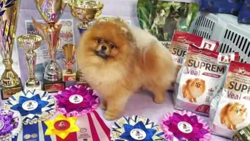 Шпиц-рекордсмен из Южно-Сахалинска умер при перелете из Новосибирска 