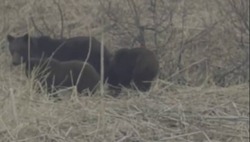 Видеофакт: медвежье семейство повстречал сахалинец на юге острова