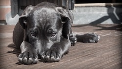 «Иногда не придают особого значения»: кинолог рассказал, как распознать пневмонию у собак