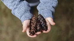 Около 20 тонн шишек заготовили в Сахалинской области в 2022 году