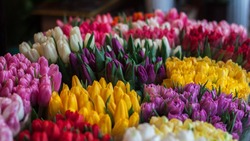 «Тюльпаны из гаража» предлагают купить сахалинцам к 8 марта