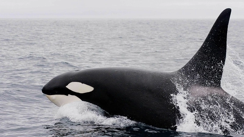 Дальневосточные экологи ликуют: плотоядных косаток внесли в Красную книгу России