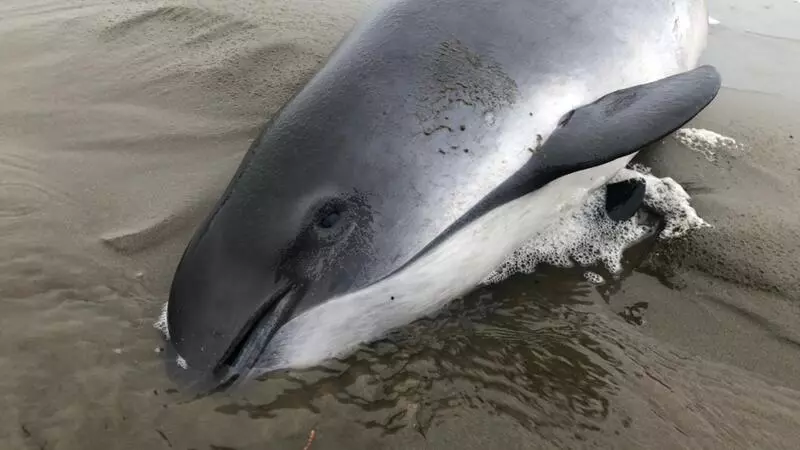 Морская свинья выбросилась на берег в Долинском районе