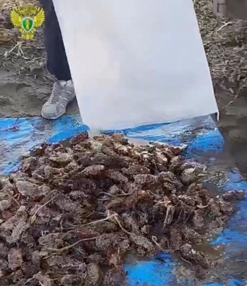 Ущерб более 9 млн рублей: четырех браконьеров будут судить за добычу трепанга в лагуне Буссе