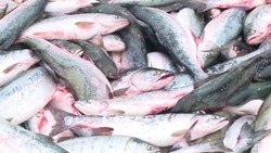 Новый рыбзавод для разведения лососевых построят на Сахалине