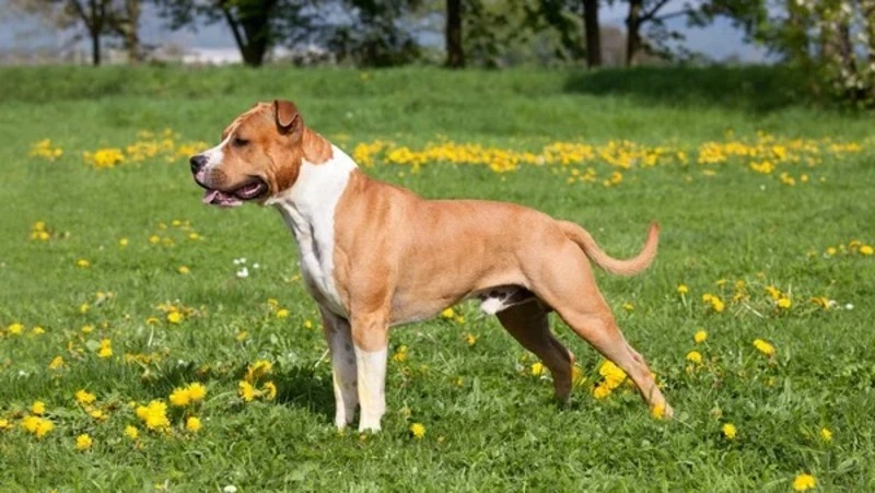 Полиция взялась за дело женщины, которую покусала собака на юге Сахалина