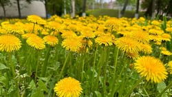 Солнце и переменная облачность: прогноз погоды в Сахалинской области на 19 мая