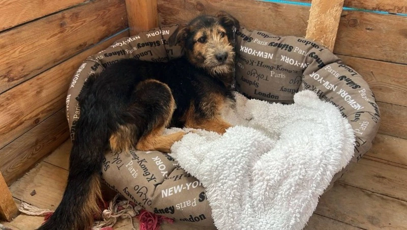 Бездомного пса спасли с 14-го этажа стройки на Сахалине