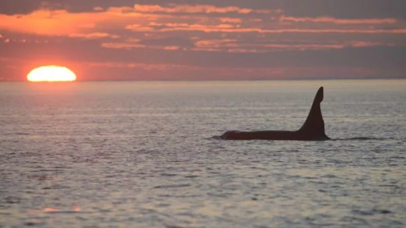 Сахалинские волонтеры «Друзья океана» следят за законностью вылова косаток