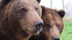 Медведи выпили бочку браги на севере Сахалина. На них охотятся лесничие и дрон