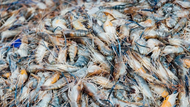 На Западе Сахалина до конца года запретили промысел двух видов креветок