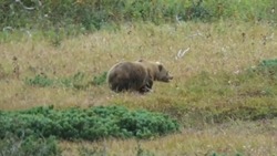 Видео прогулки толстых медведей на Парамушире показали жителям Сахалина
