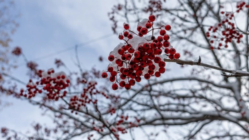 Мороз до -16 градусов и снег прогнозируют в Сахалинской области на 22 ноября