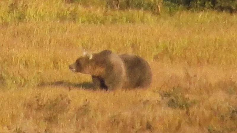 Медведь-неваляшка поселился в лесу Северо-Курильска