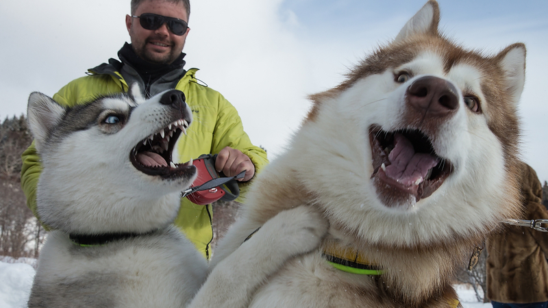 Сахалинский драйленд «Шустрые лапы–2016» пройдет в октябре
