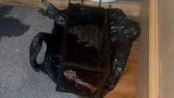 Прокуратура проверит информацию о нашествии крыс в жилом доме Корсакова