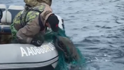 Сивуча из рыбацких сетей вытащили гиды на юге Сахалина. Видео