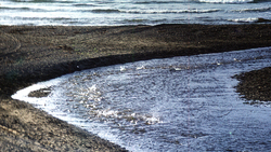 Льды «задушили» рыбу в заливе Пильтун