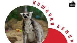 Краснокнижного кошачьего лемура в Сахалинском зоопарке взяли под опеку