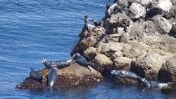 Редкий подвид тюленей встретили возле Южно-Курильского мыса