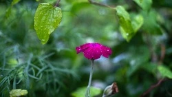 Синоптики прогнозируют дожди в Сахалинской области 8 августа