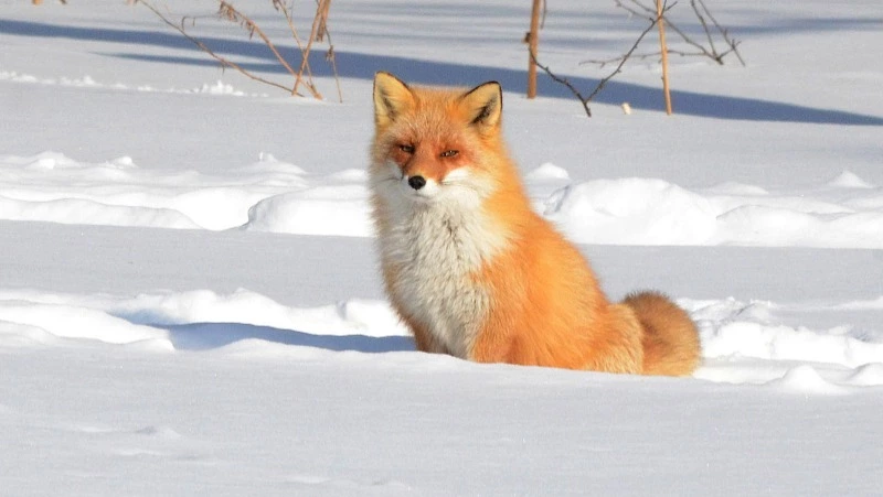 Ученые Курильского заповедника раскрыли секреты островных лис