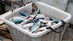 Правительство увеличит налоги за вылов рыбы