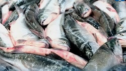 Рыбу по низким ценам доставили сразу в шесть районов Сахалина и Курил 26 сентября 