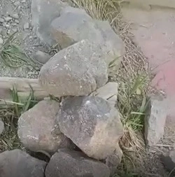 На Сахалине заживо замуровали щенков в яме и оставили умирать  