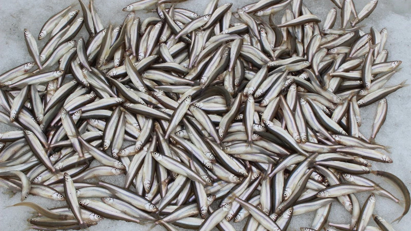 В Южно-Курильской зоне закроют промысел корюшки