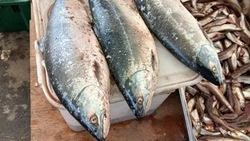 Жителей Южно-Сахалинска приглашают приобрести свежую рыбу по сниженным ценам