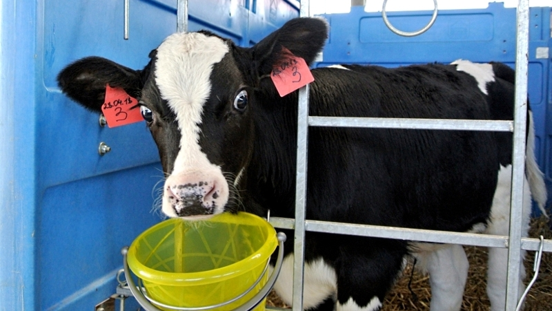 В ООО «Грин Агро Сахалин» получили первый приплод от элитных голштинок