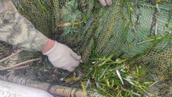 Ученые СахНИРО оценили запасы травяной креветки на Сахалине
