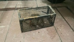 Крысы прогрызли полы подъезда и напугали школьников в Корсакове 