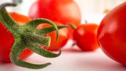 В Сахалинской области впервые объявили карантин из-за южноамериканской томатной моли