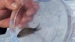 «Свободу кильке!»: сахалинцы восхищены ледяной шайбой с рыбкой внутри