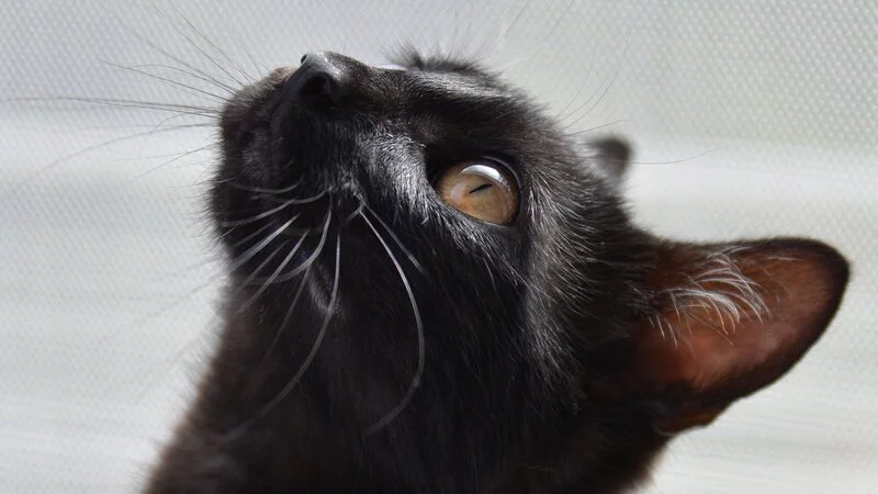 Сахалинцев просят помочь в лечении кота, который едва не погиб от ножа пьяного садиста