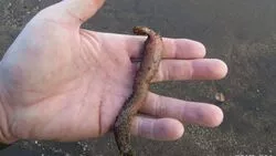 Сахалинские ученые прокомментировали массовый выброс морских червей на Парамушире