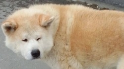 Собаку породы акита-ину увидели вольно блуждающей по улицам Корсакова